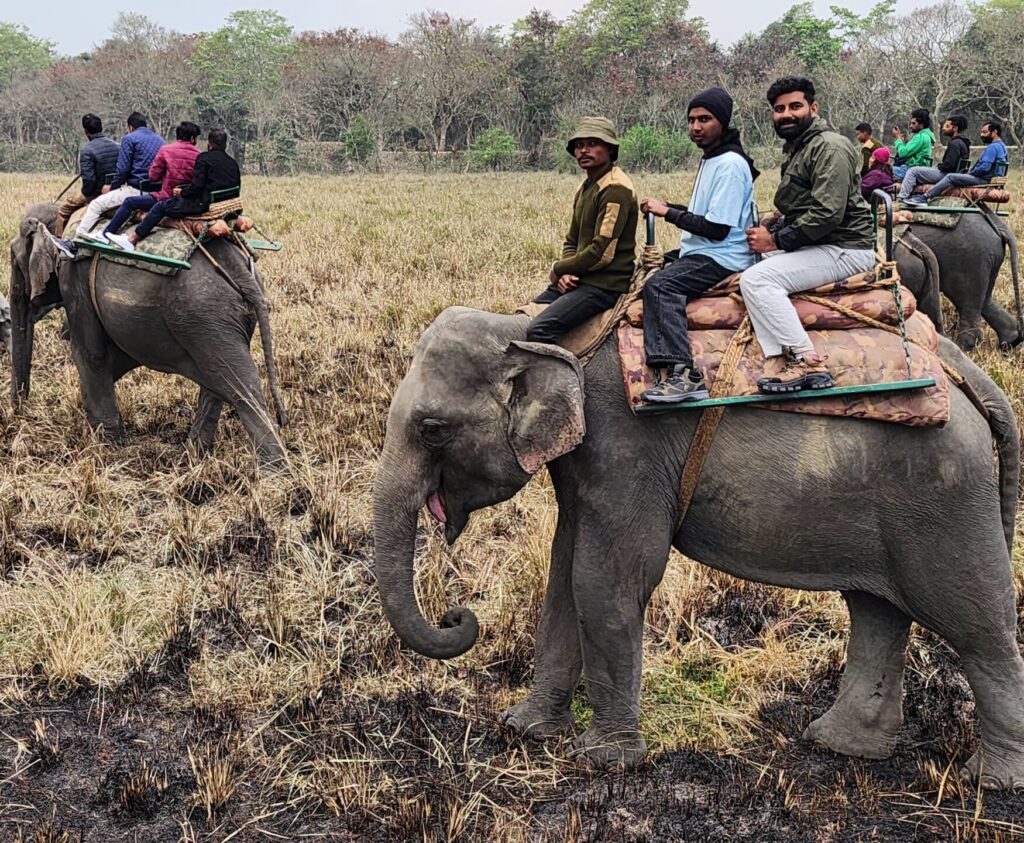 kaziranga elephant safari with Sagamiles travel packages