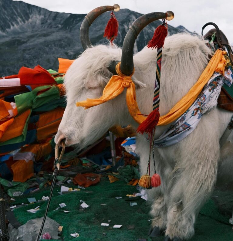 White yak decorated with colorful fabrics in the Himalayas, part of Sagamiles travel packages for cultural tours
